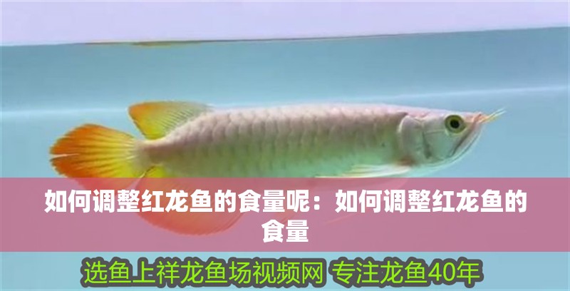 如何調整紅龍魚的食量呢：如何調整紅龍魚的食量
