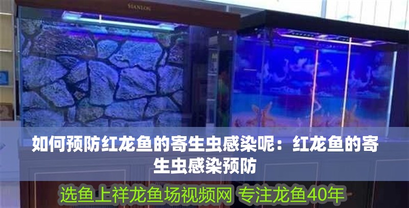 如何預防紅龍魚的寄生蟲感染呢：紅龍魚的寄生蟲感染預防
