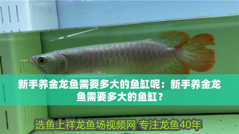 新手養(yǎng)金龍魚需要多大的魚缸呢：新手養(yǎng)金龍魚需要多大的魚缸？