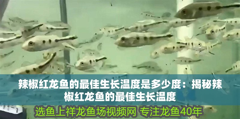 辣椒紅龍魚(yú)的最佳生長(zhǎng)溫度是多少度：揭秘辣椒紅龍魚(yú)的最佳生長(zhǎng)溫度