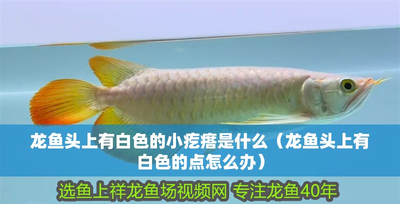 龍魚頭上有白色的小疙瘩是什么（龍魚頭上有白色的點怎么辦）