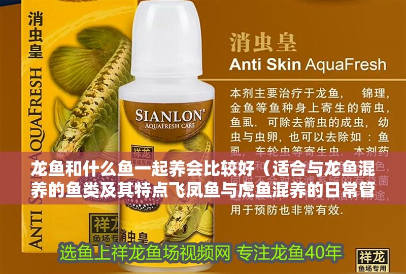 龍魚和什么魚一起養(yǎng)會(huì)比較好（適合與龍魚混養(yǎng)的魚類及其特點(diǎn)飛鳳魚與虎魚混養(yǎng)的日常管理）