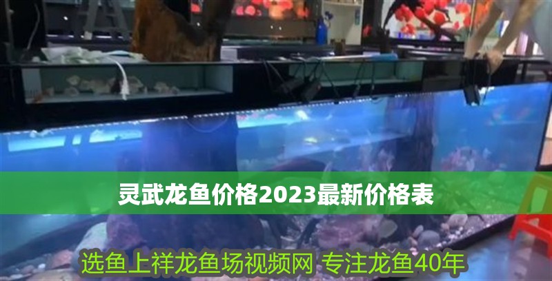 靈武龍魚價格2023最新價格表