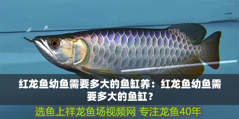 紅龍魚幼魚需要多大的魚缸養：紅龍魚幼魚需要多大的魚缸？