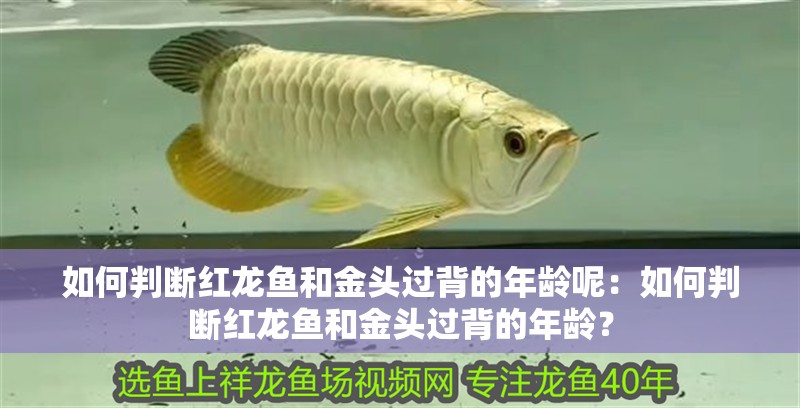 如何判斷紅龍魚和金頭過背的年齡呢：如何判斷紅龍魚和金頭過背的年齡？