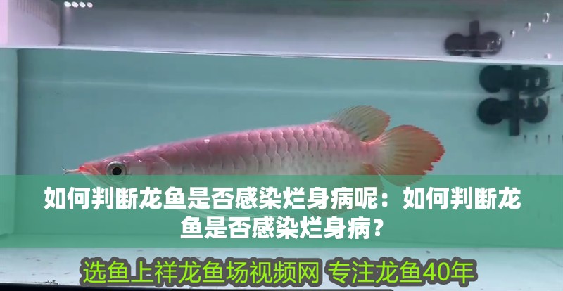 如何判斷龍魚是否感染爛身病呢：如何判斷龍魚是否感染爛身病？