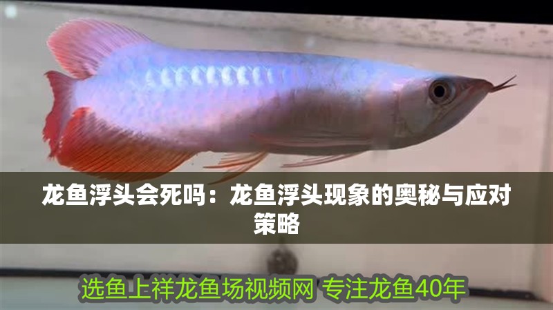 龍魚浮頭會死嗎：龍魚浮頭現象的奧秘與應對策略