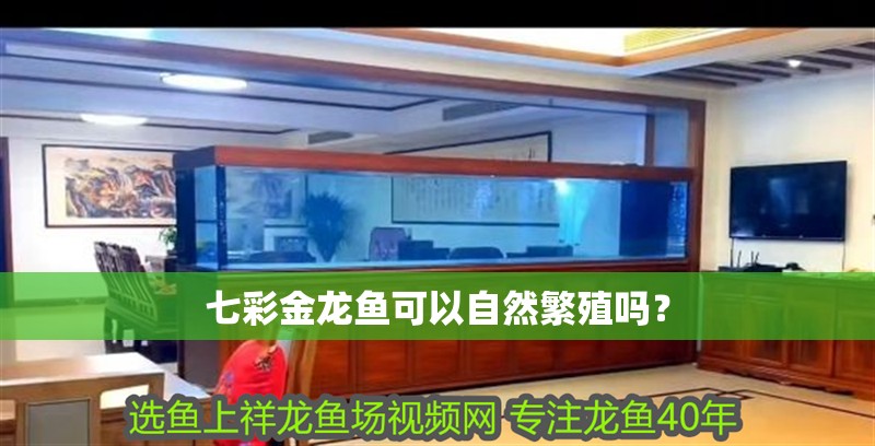 七彩金龍魚可以自然繁殖嗎？
