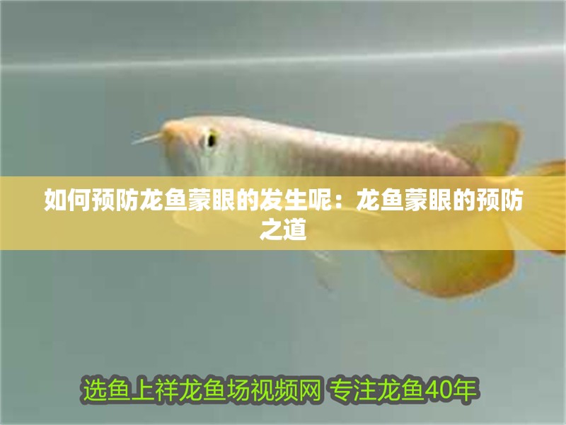 如何預防龍魚蒙眼的發生呢：龍魚蒙眼的預防之道