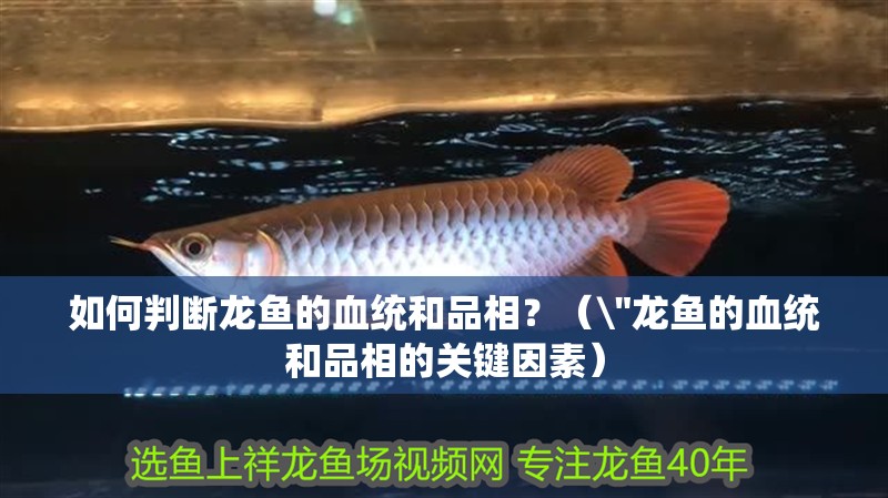 如何判斷龍魚的血統和品相？（\