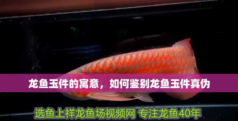 龍魚玉件的寓意，如何鑒別龍魚玉件真偽