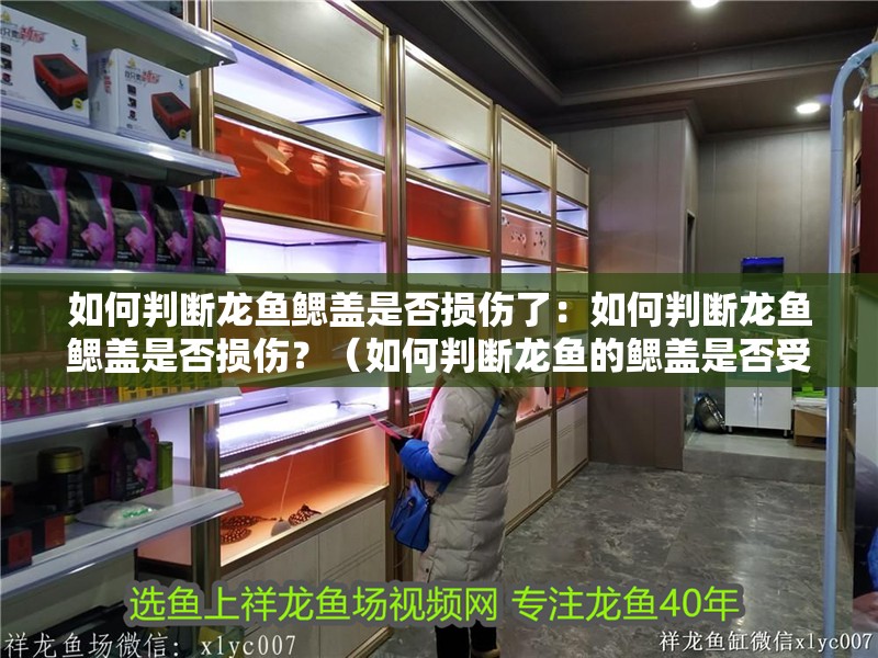 如何判斷龍魚鰓蓋是否損傷了：如何判斷龍魚鰓蓋是否損傷？（如何判斷龍魚的鰓蓋是否受損）