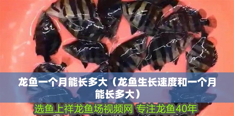 魚缸過濾器選購指南:自制魚缸過濾器魚缸上置過濾器對于養魚愛好者的必備知識 龍魚一個月能長多大(龍魚生長速度和一個月能長多大) 觀賞魚百科 龍魚一個月能長多大(龍魚生長速度和一個月能長多大) 龍魚一個月能長多大(龍魚生長速度和一個月能長多大) 觀賞魚百科