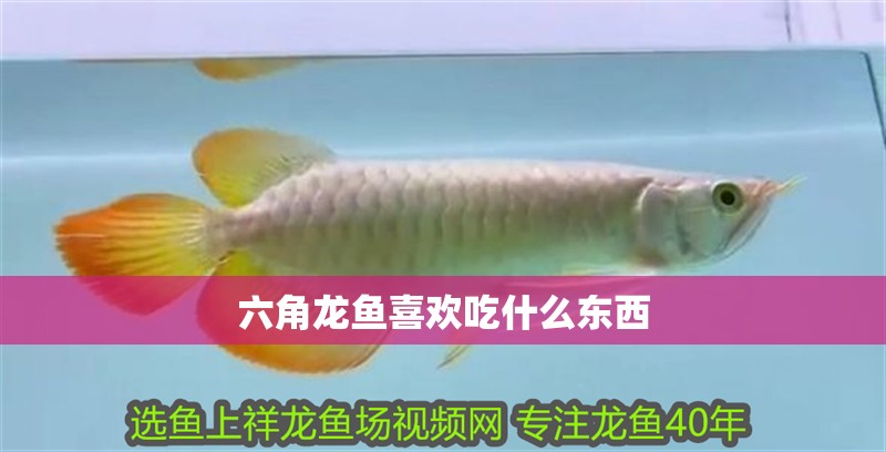 六角龍魚喜歡吃什么東西