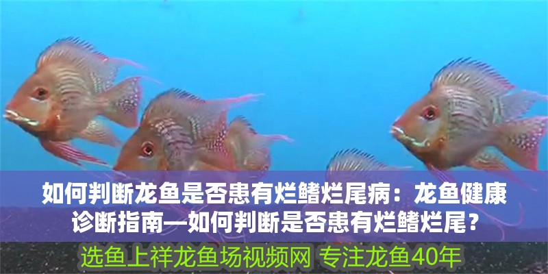 如何判斷龍魚是否患有爛鰭爛尾病：龍魚健康診斷指南—如何判斷是否患有爛鰭爛尾？