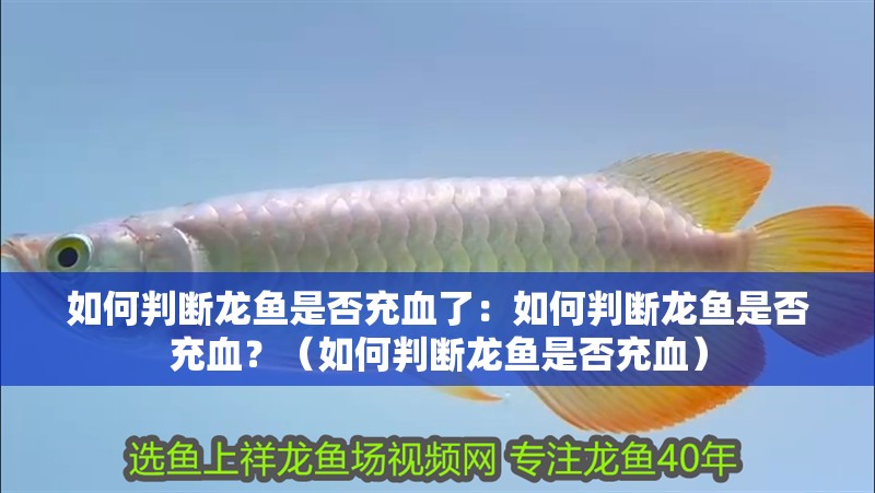 如何判斷龍魚是否充血了：如何判斷龍魚是否充血？（如何判斷龍魚是否充血）