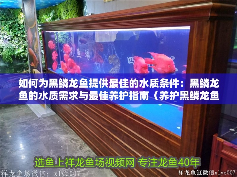 如何為黑鱗龍魚提供最佳的水質條件：黑鱗龍魚的水質需求與最佳養護指南（養護黑鱗龍魚的注意事項）