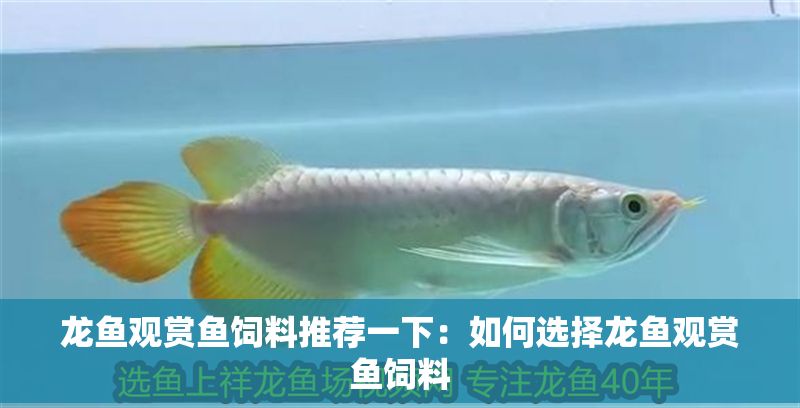 龍魚觀賞魚飼料推薦一下：如何選擇龍魚觀賞魚飼料