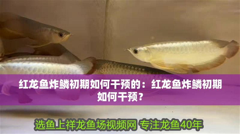 紅龍魚炸鱗初期如何干預的：紅龍魚炸鱗初期如何干預？