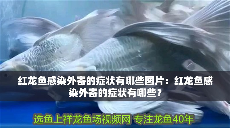 我的虎魚真菌感染了要怎么處理 紅龍魚感染外寄的癥狀有哪些圖片:紅龍魚感染外寄的癥狀有哪些? 水族問答 紅龍魚感染外寄的癥狀有哪些圖片:紅龍魚感染外寄的癥狀有哪些? 紅龍魚感染外寄的癥狀有哪些圖片:紅龍魚感染外寄的癥狀有哪些? 水族問答