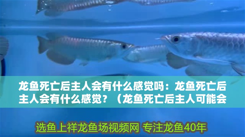 龍魚死亡后主人會有什么感覺嗎：龍魚死亡后主人會有什么感覺？（龍魚死亡后主人可能會經(jīng)歷一系列復(fù)雜的情緒反應(yīng)不僅有助于主人） 龍魚死亡后主人會有什么感覺嗎：龍魚死亡后主人會有什么感覺？（龍魚死亡后主人可能會經(jīng)歷一系列復(fù)雜的情緒反應(yīng)不僅有助于主人） 水族問答