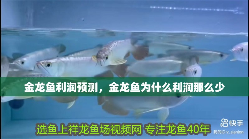 金龍魚利潤預測，金龍魚為什么利潤那么少
