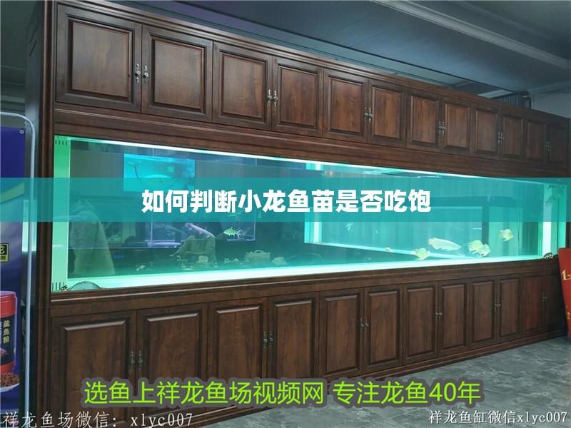 如何判斷小龍魚苗是否吃飽