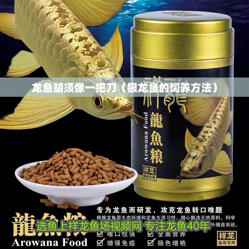 龍魚胡須像一把刀（銀龍魚的飼養方法） 龍魚胡須像一把刀（銀龍魚的飼養方法） 觀賞魚百科