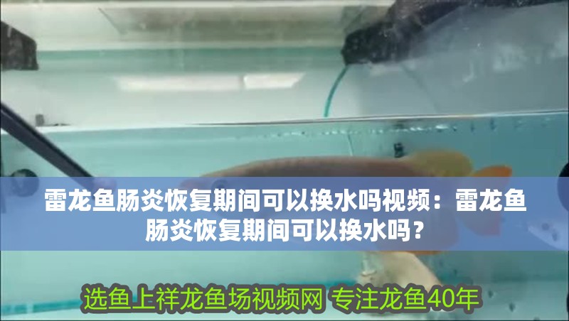 雷龍魚腸炎恢復期間可以換水嗎視頻：雷龍魚腸炎恢復期間可以換水嗎？ 雷龍魚腸炎恢復期間可以換水嗎視頻：雷龍魚腸炎恢復期間可以換水嗎？ 水族問答
