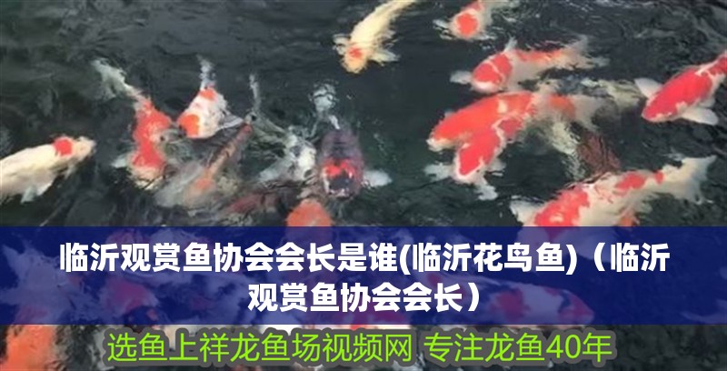 臨沂觀賞魚協會會長是誰(臨沂花鳥魚)（臨沂觀賞魚協會會長）