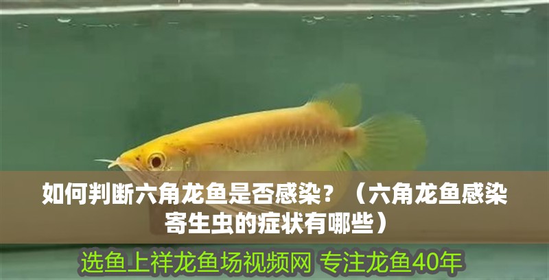 如何判斷六角龍魚是否感染？（六角龍魚感染寄生蟲的癥狀有哪些）