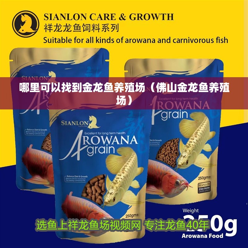 哪里可以找到金龍魚養殖場（<strong><mark>佛山</mark></strong>金龍魚養殖場）