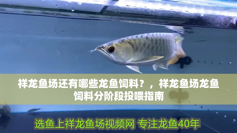 祥龍魚場還有哪些龍魚飼料？，祥龍魚場龍魚飼料分階段投喂指南