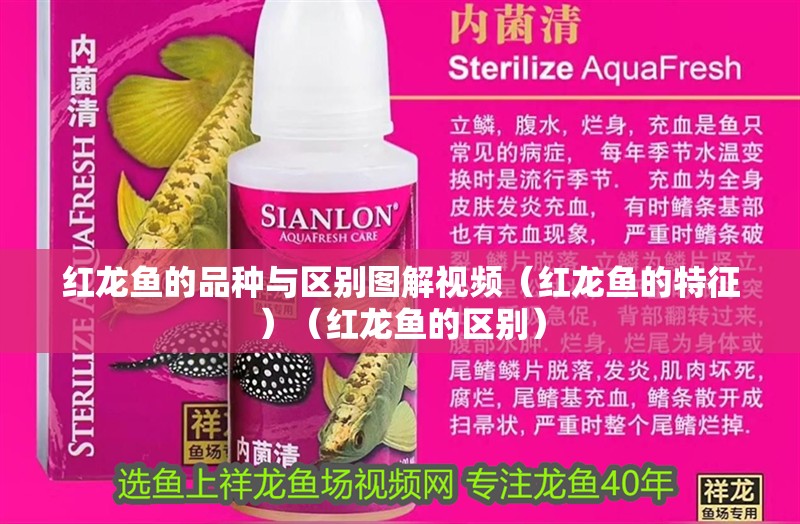 紅龍魚的品種與區別圖解視頻（紅龍魚的特征）（紅龍魚的區別）