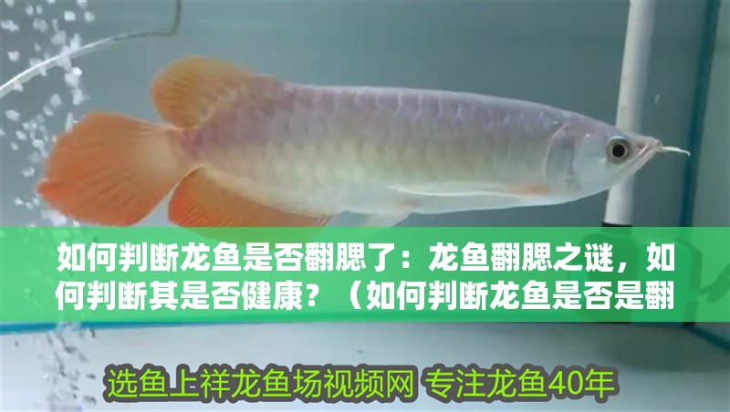 如何判斷龍魚是否翻腮了：龍魚翻腮之謎，如何判斷其是否健康？（如何判斷龍魚是否是翻腮）