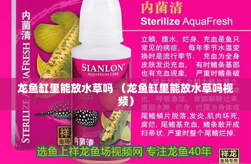 龍魚缸里能放水草嗎 （龍魚缸里能放水草嗎視頻）