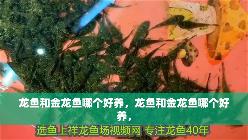 龍魚和金龍魚哪個好養，龍魚和金龍魚哪個好養，