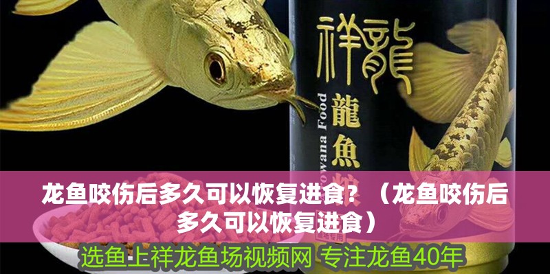 龍魚咬傷后多久可以恢復進食？（龍魚咬傷后多久可以恢復進食）