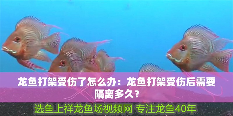 龍魚打架受傷了怎么辦：龍魚打架受傷后需要隔離多久？