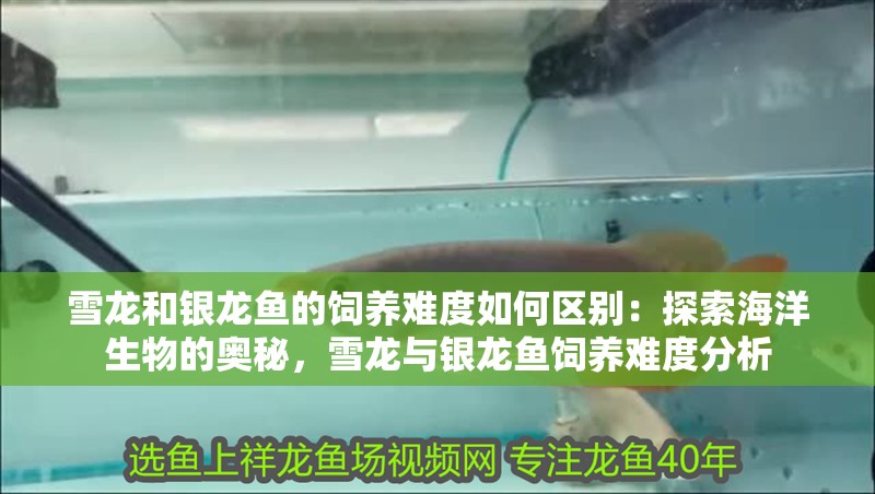 雪龍和銀龍魚的飼養難度如何區別：探索海洋生物的奧秘，雪龍與銀龍魚飼養難度分析