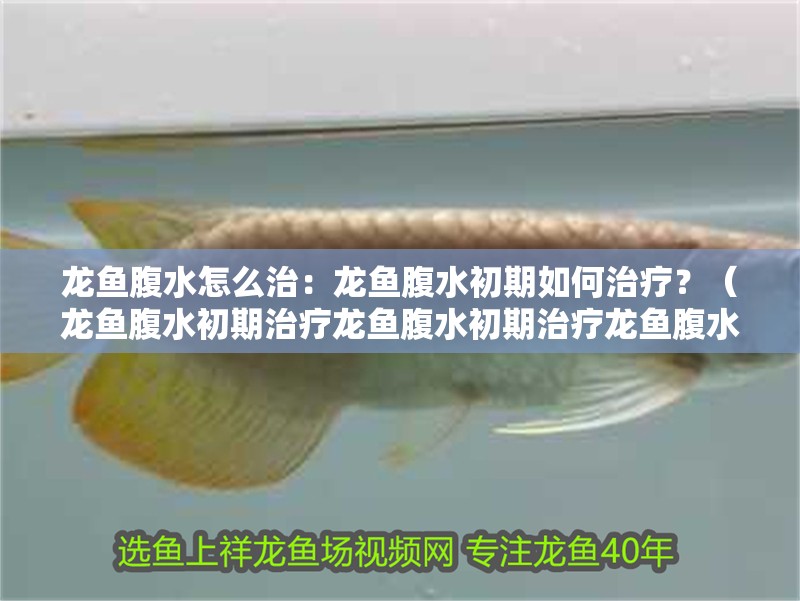 龍魚腹水怎么治：龍魚腹水初期如何治療？（龍魚腹水初期治療龍魚腹水初期治療龍魚腹水初期的治療方法）