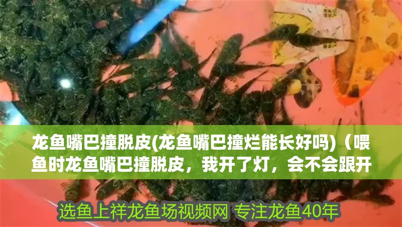 龍魚嘴巴撞脫皮(龍魚嘴巴撞爛能長好嗎)（喂魚時龍魚嘴巴撞脫皮，我開了燈，會不會跟開燈有關系）