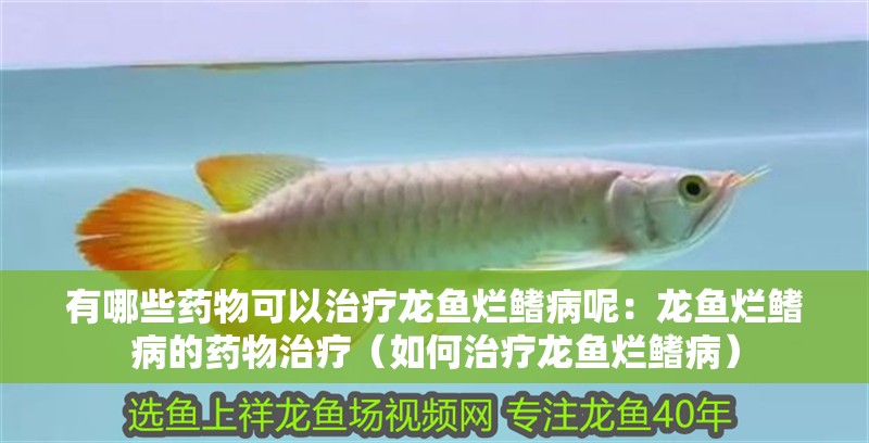 有哪些藥物可以治療龍魚爛鰭病呢：龍魚爛鰭病的藥物治療（如何治療龍魚爛鰭病）