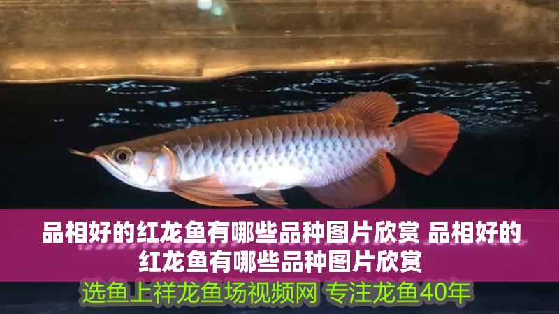 品相好的紅龍魚有哪些品種圖片欣賞 品相好的紅龍魚有哪些品種圖片欣賞