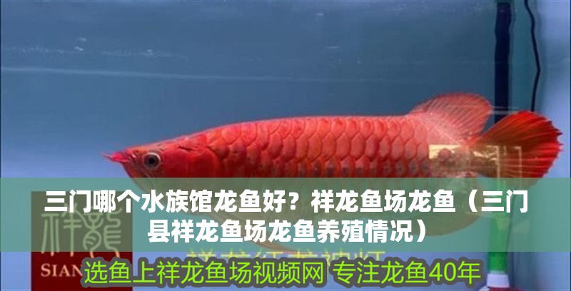 三門哪個水族館龍魚好？祥龍魚場龍魚（三門縣祥龍魚場龍魚養殖情況）