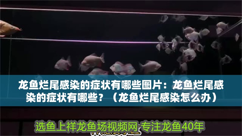 龍魚爛尾感染的癥狀有哪些圖片：龍魚爛尾感染的癥狀有哪些？（龍魚爛尾感染怎么辦）