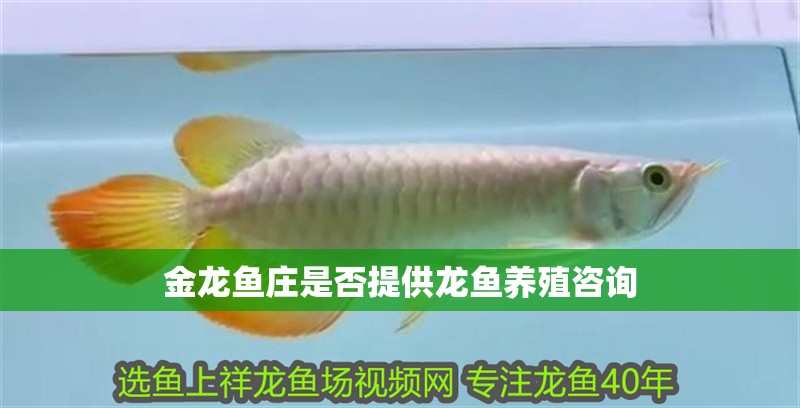 金龍魚莊是否提供龍魚養殖咨詢
