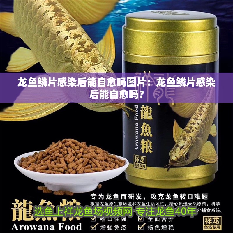 龍魚鱗片感染后能自愈嗎圖片：龍魚鱗片感染后能自愈嗎？