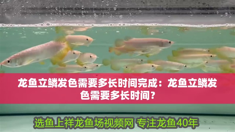 龍魚立鱗發(fā)色需要多長時間完成：龍魚立鱗發(fā)色需要多長時間？