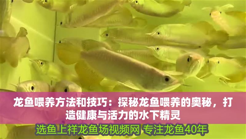 龍魚喂養(yǎng)方法和技巧：探秘龍魚喂養(yǎng)的奧秘，打造健康與活力的水下精靈
